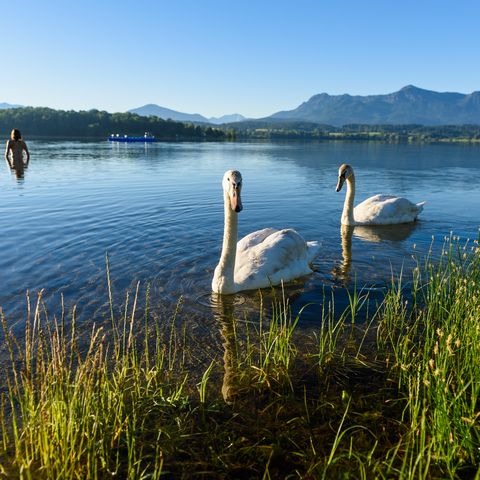 Baden in einem der wärmsten Badeseen Oberbayerns