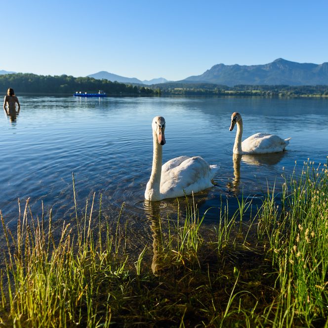 Baden in einem der wärmsten Badeseen Oberbayerns